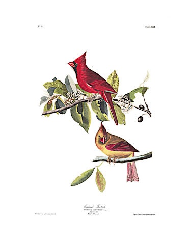 Northern Cardinal